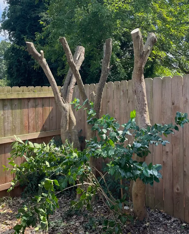 Shelton Tree Service — customer photo 2