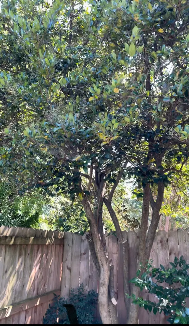 Shelton Tree Service — customer photo 11