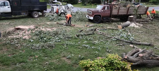 Shelton Tree Service — customer photo 4