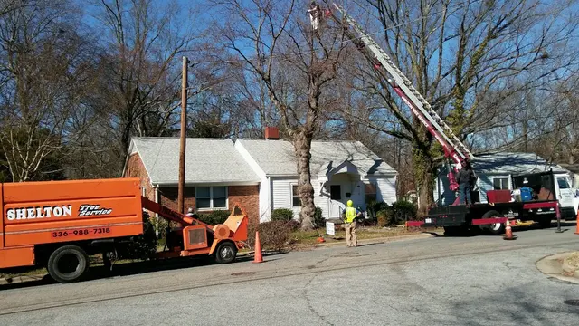 Shelton Tree Service — photo from the business 7