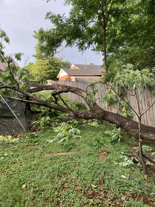 Shelton Tree Service — customer photo 8