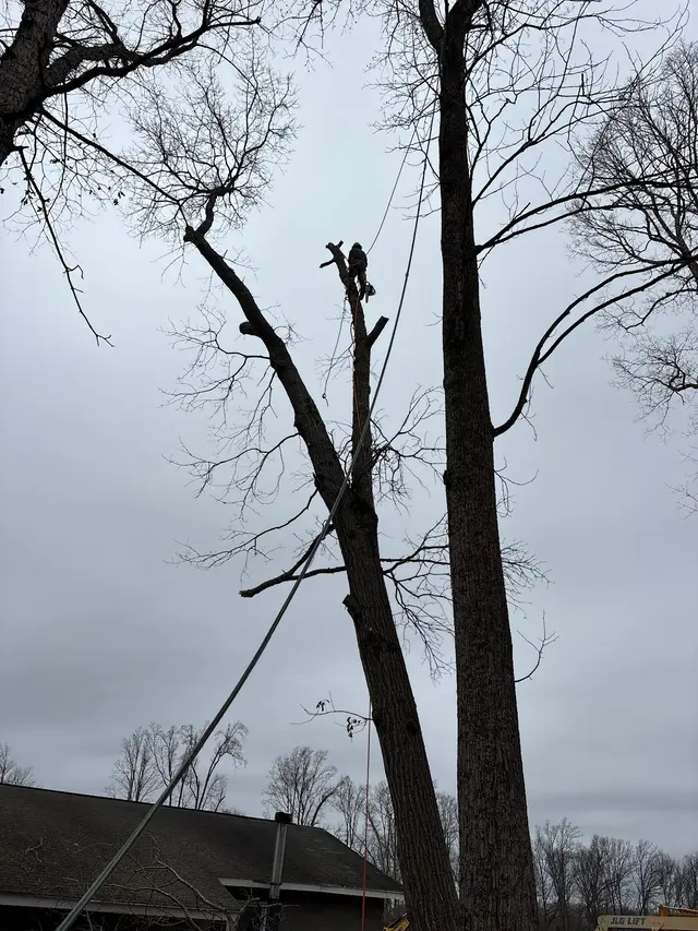 Shelton Tree Service — customer photo 1