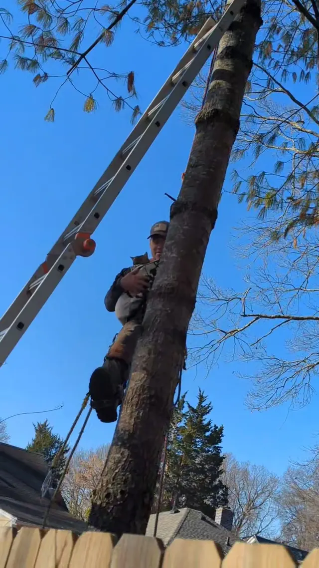 Customer photo of work by Penny's Tree Service, from Heather Nieman's review