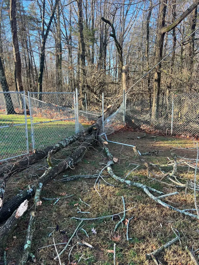 Customer photo of work by Penny's Tree Service, from Alan Lindsey's review