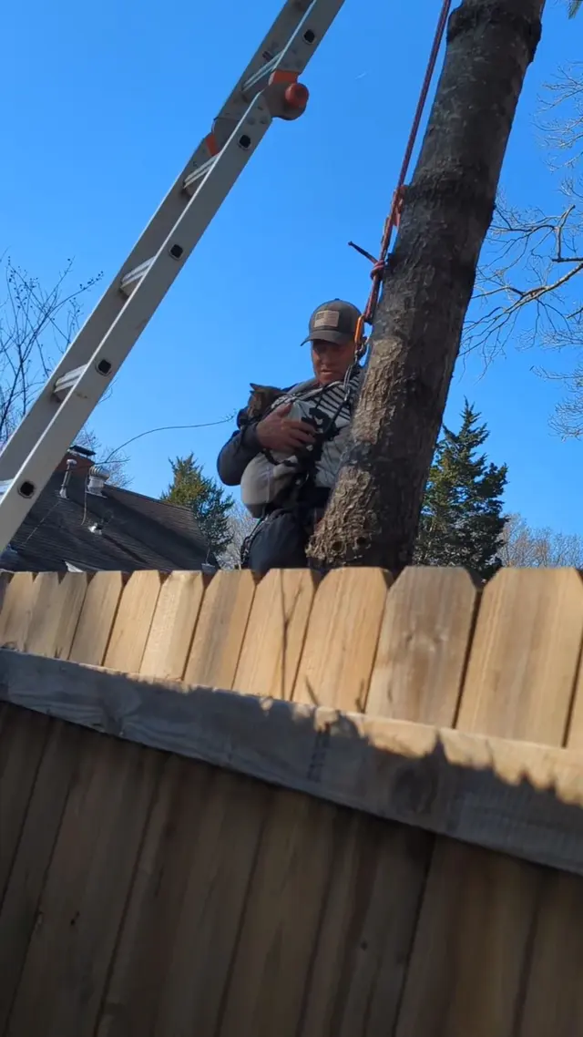 Customer photo of work by Penny's Tree Service, from Heather Nieman's review