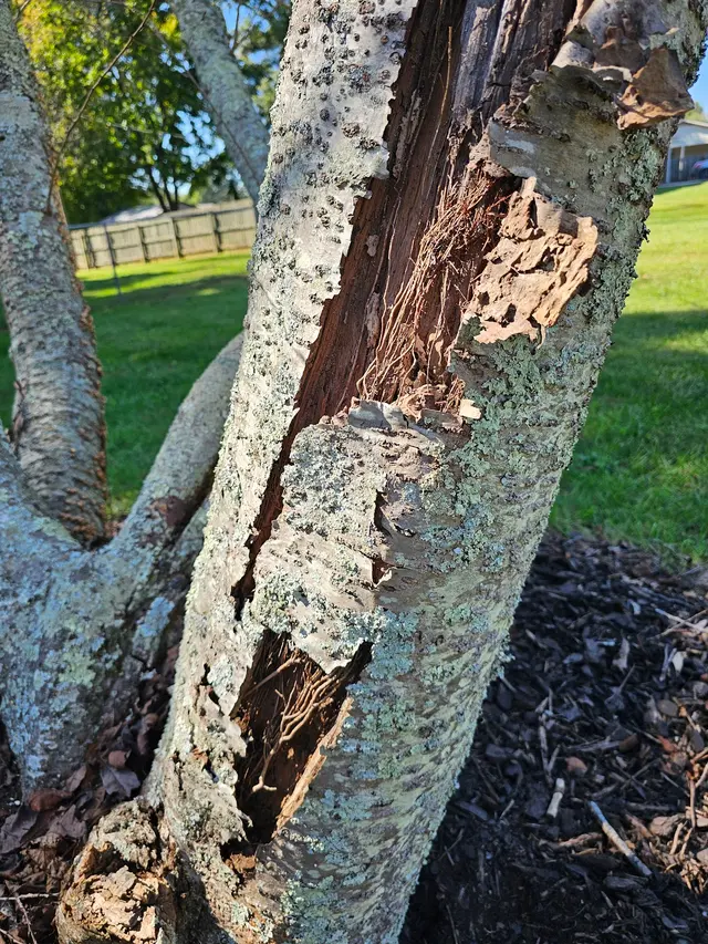 Penny's Tree Service — photo from the business 7