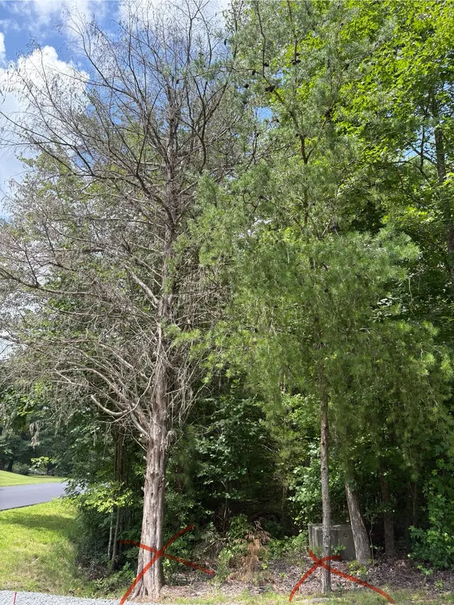 Penny's Tree Service — photo from the business 4
