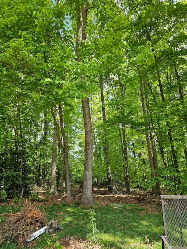 Penny's Tree Service — photo from the business 8