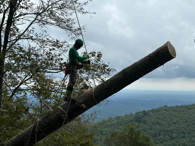 All Green Tree Care Removal and Landscape LLC — photo from the business 3