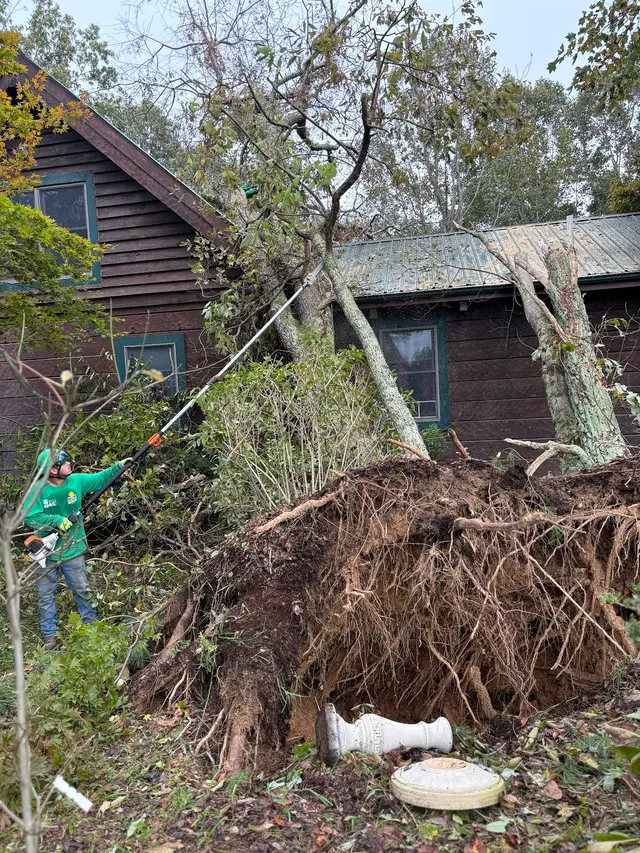 All Green Tree Care Removal and Landscape LLC — photo from the business 5
