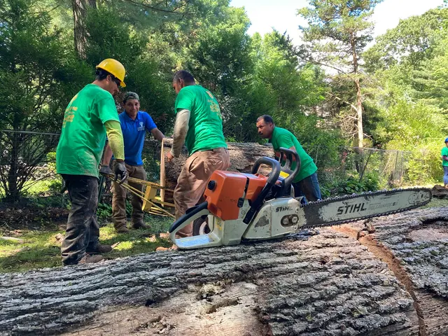 All Green Tree Care Removal and Landscape LLC — photo from the business 6