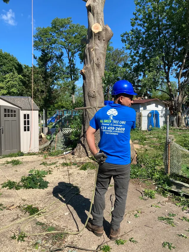 All Green Tree Care Removal and Landscape LLC — photo from the business 11
