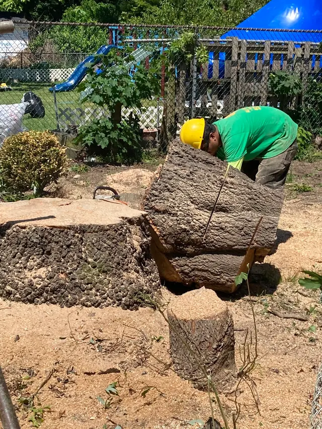 All Green Tree Care Removal and Landscape LLC — photo from the business 12