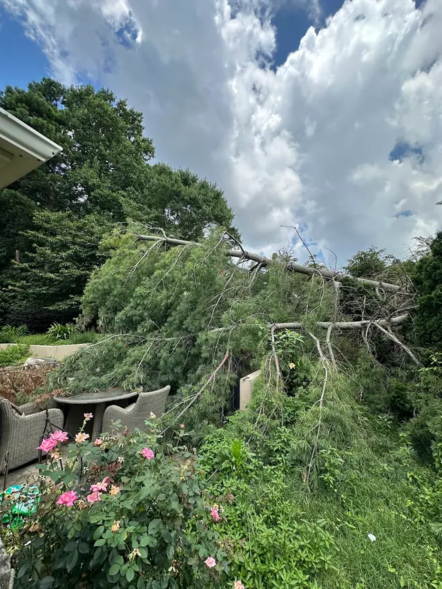 Lee's Tree Services, NC — photo from the business 9