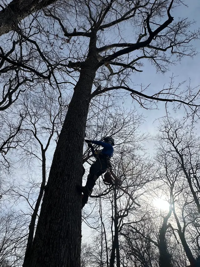 Lee's Tree Services, NC — photo from the business 8