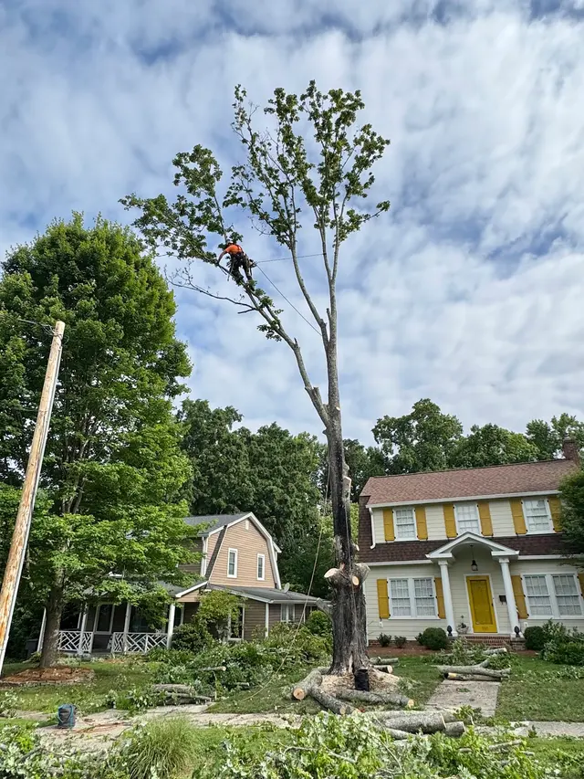 Lee's Tree Services, NC — photo from the business 4