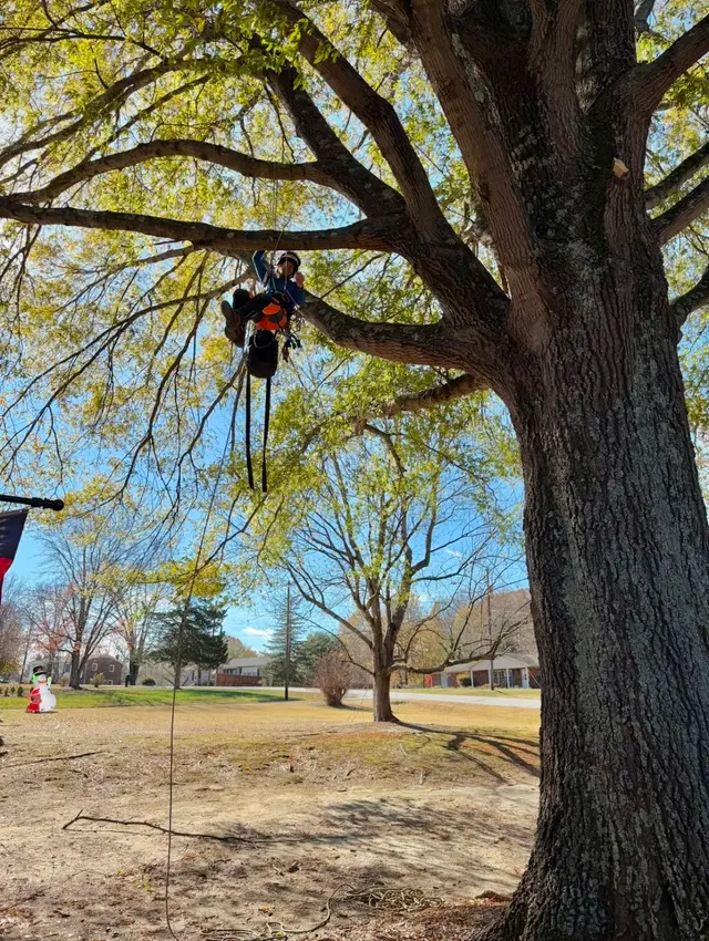 Lee's Tree Services, NC — photo from the business 7