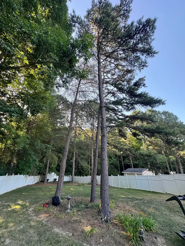 Lee's Tree Services, NC — photo from the business 11