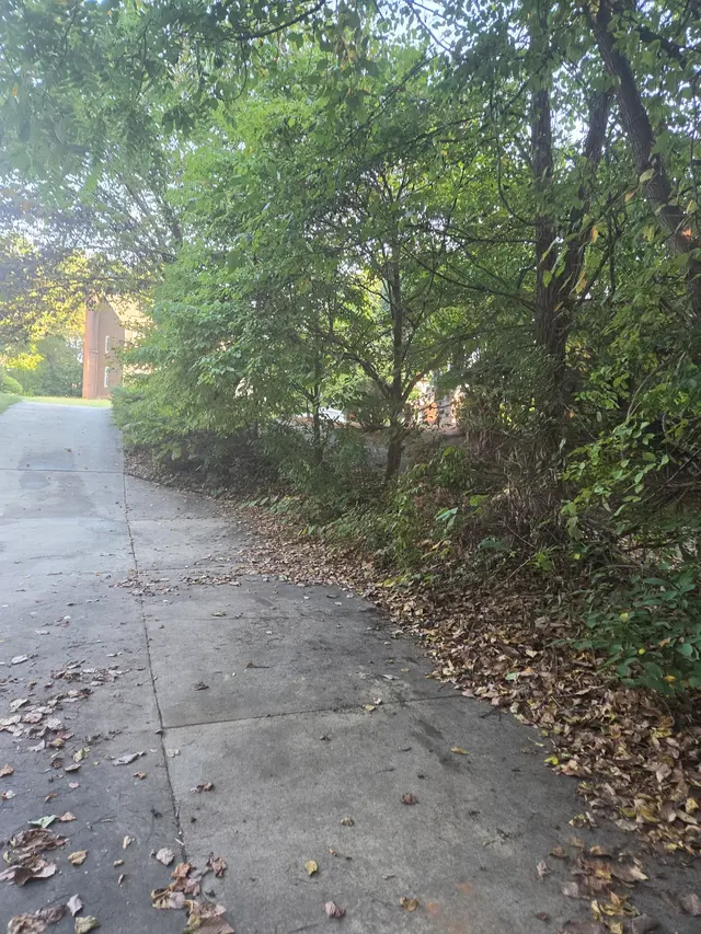 Customer photo of work by Ingram’s Tree Service, from C P's review