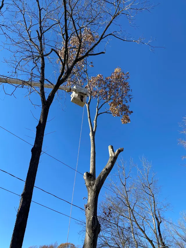 Ingram’s Tree Service — photo from the business 8