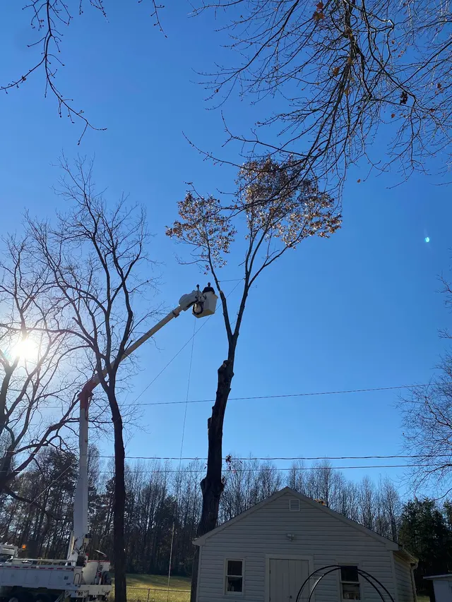Ingram’s Tree Service — photo from the business 7