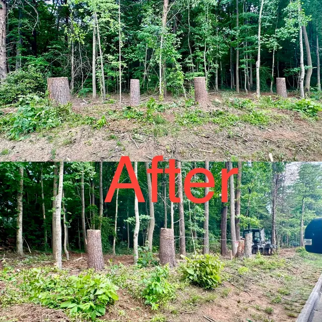 Ingram’s Tree Service — photo from the business 11