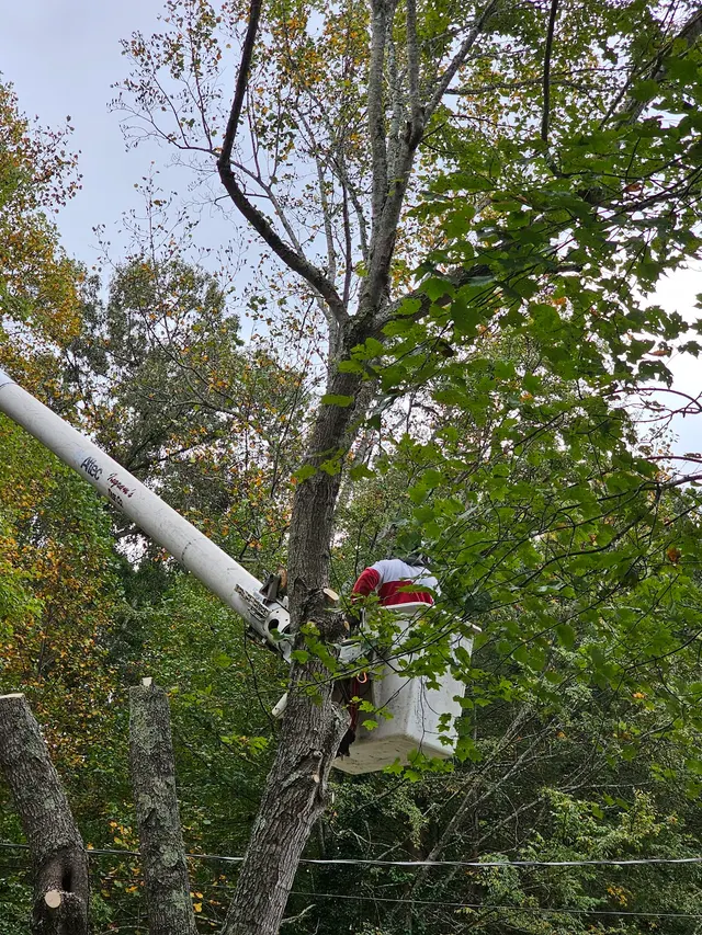 Ingram’s Tree Service — customer photo 3
