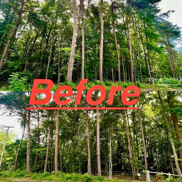 Ingram’s Tree Service — photo from the business 9