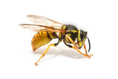 Pro Pest Control Service — photo from the business 9