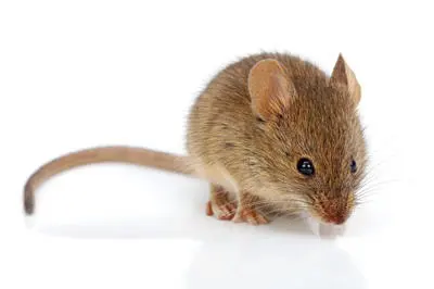 Pro Pest Control Service — photo from the business 3