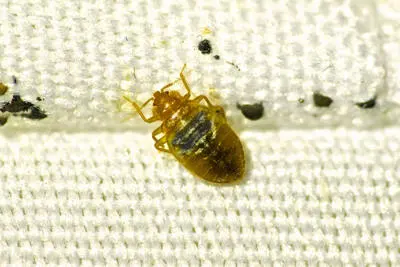 Pro Pest Control Service — photo from the business 4