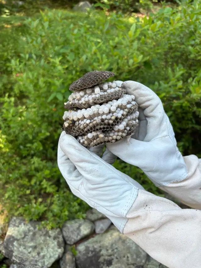 Andover Pest Control Inc. — customer photo 2
