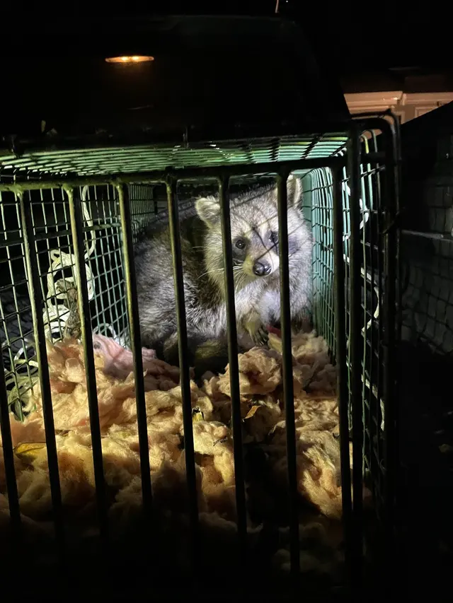 Andover Pest Control Inc. — customer photo 6