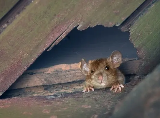 Andover Pest Control Inc. — photo from the business 3
