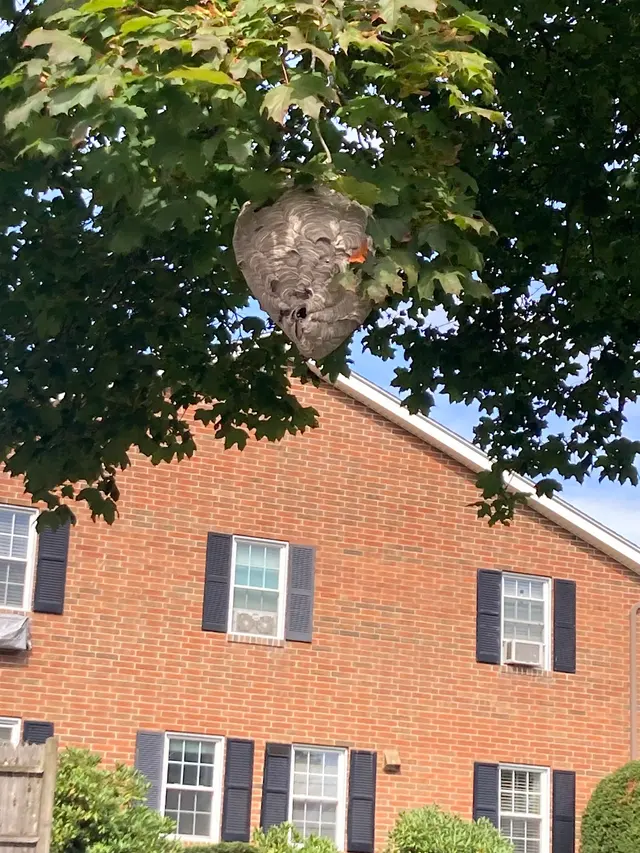 Andover Pest Control Inc. — customer photo 5