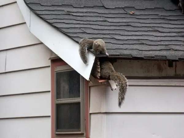 Security Pest Control & Termite Company — photo from the business 11