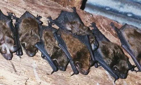 Security Pest Control & Termite Company — photo from the business 3