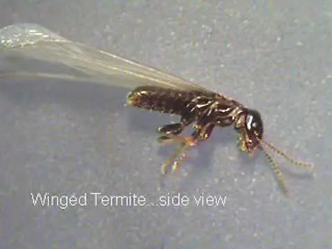 Security Pest Control & Termite Company — photo from the business 12