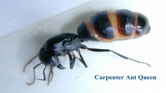 Security Pest Control & Termite Company — photo from the business 6