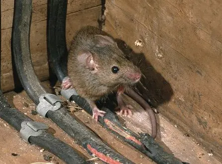 Security Pest Control & Termite Company — photo from the business 10