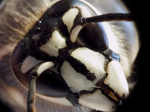 Security Pest Control & Termite Company — photo from the business 9