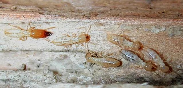 Security Pest Control & Termite Company — photo from the business 5