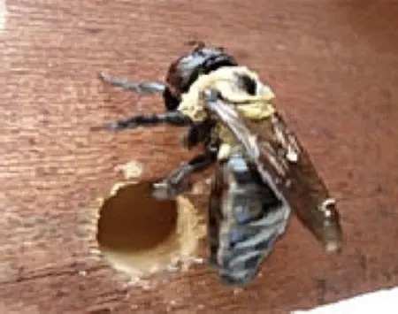 Security Pest Control & Termite Company — photo from the business 4