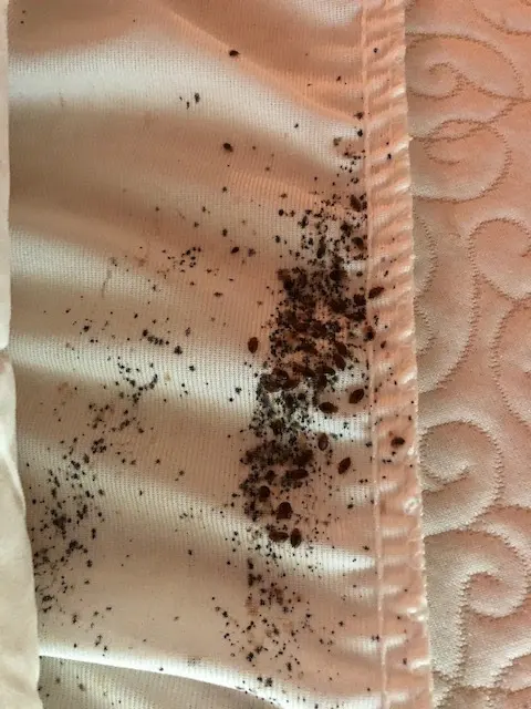 Patriot Pest Management — photo from the business 4
