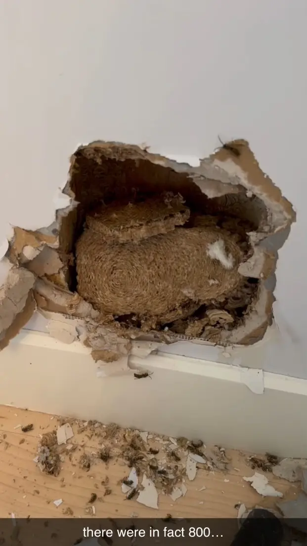 Ultra Safe Pest Management — customer photo 9