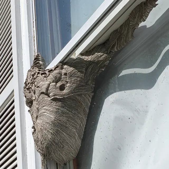 Banner Pest Control — photo from the business 2