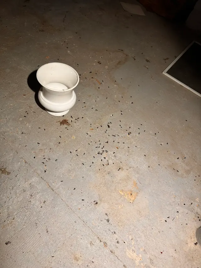 Banner Pest Control — customer photo 4