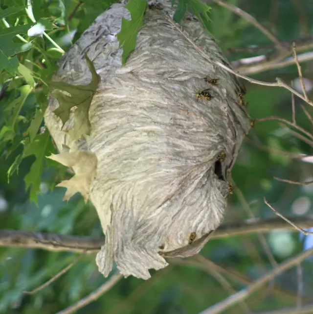 Banner Pest Control — photo from the business 9