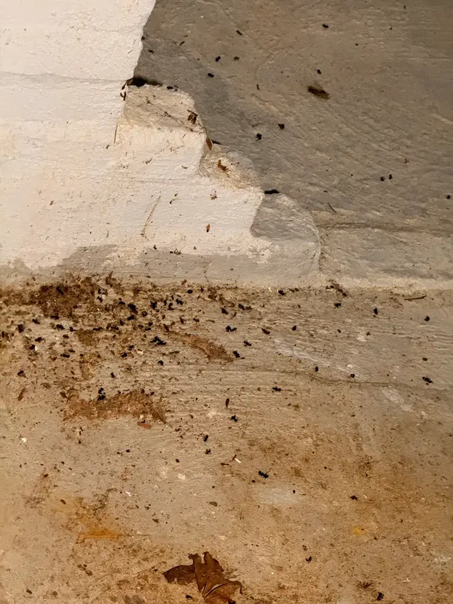Banner Pest Control — customer photo 3