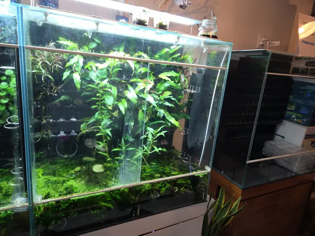 A Betta World — customer photo 3